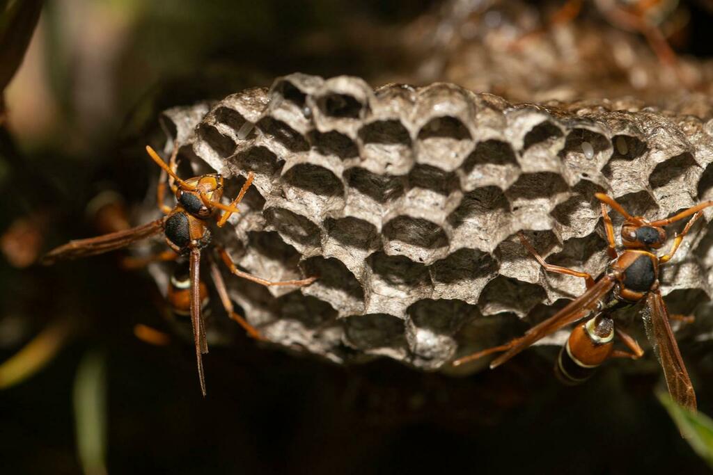 Umbrella Paper Wasps (Genus Polistes)