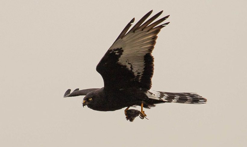 Black Harriers are telling us their story – via satellite