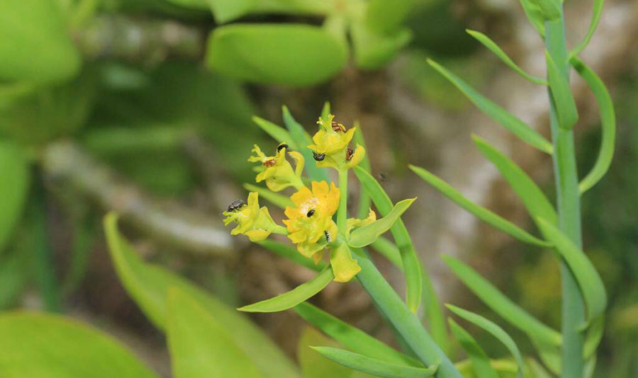 Euphorbia-mauritanica1