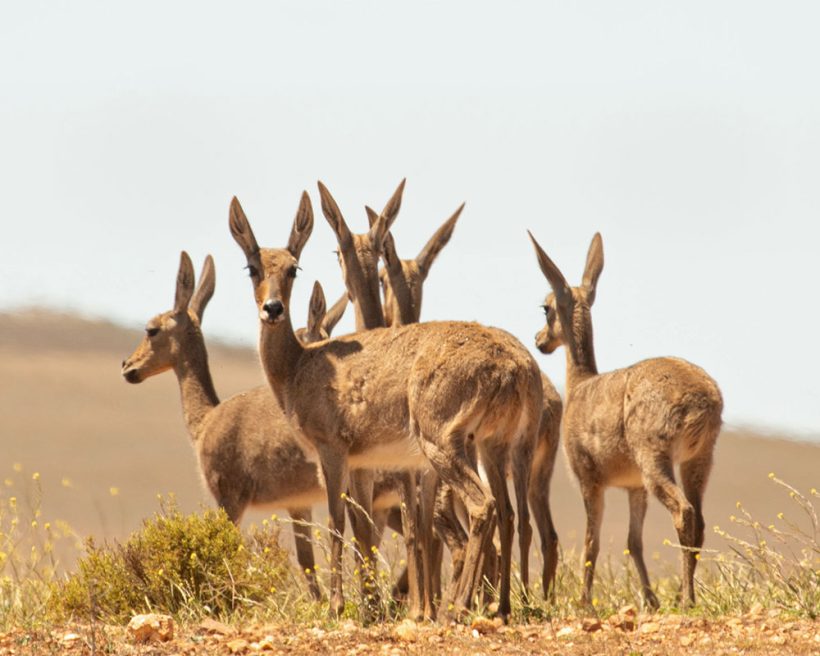 How five Renosterveld antelope use our altered landscapes