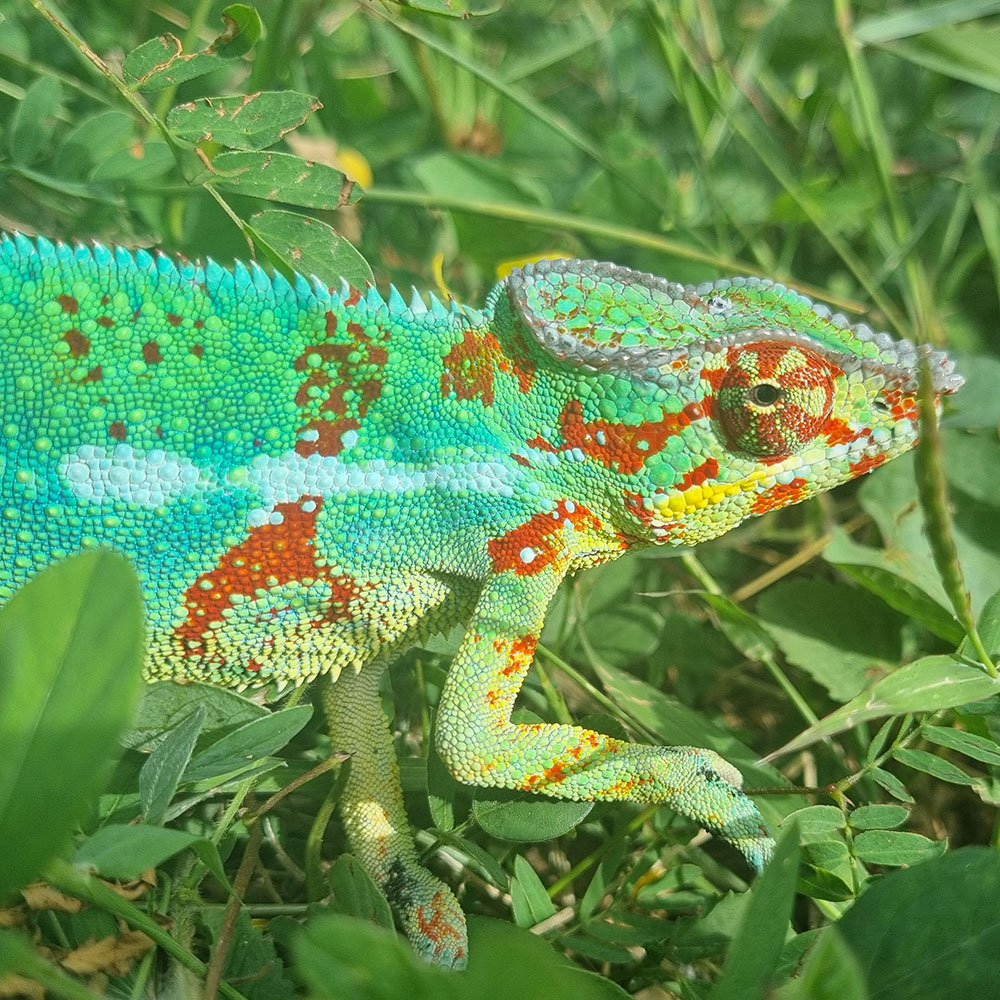 Panther-Chameleon-male