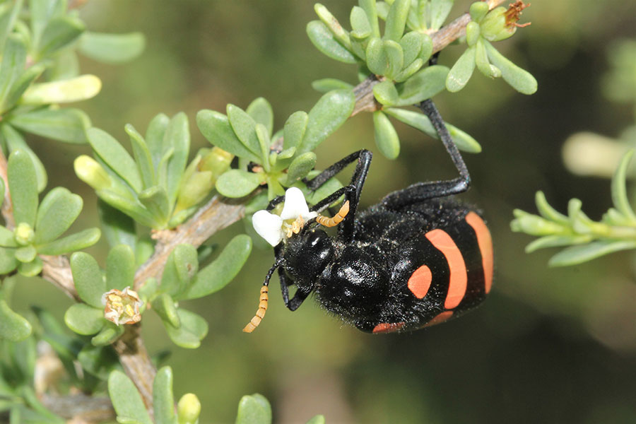 cf-CMR-Bean-Beetle_Mylabris-oculata