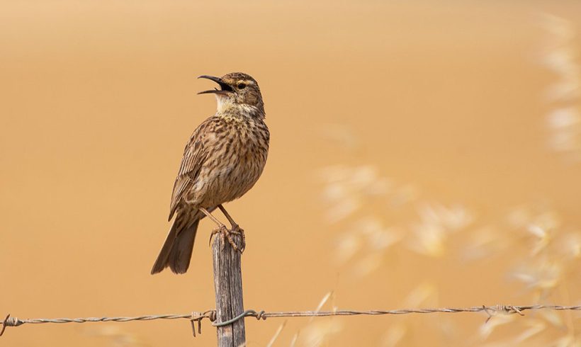 Getting intimate with an Overberg endemic: Agulhas Long-Billed Lark
