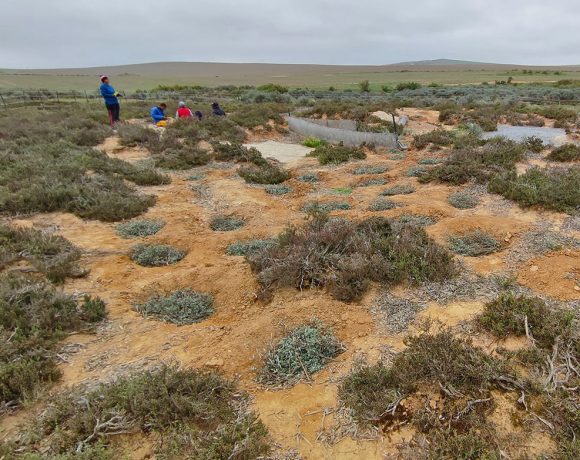 Restoring renosterveld: Sausages and seeds to the rescue