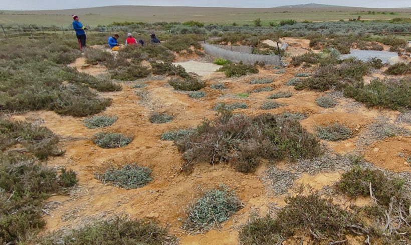 Restoring renosterveld: Sausages and seeds to the rescue