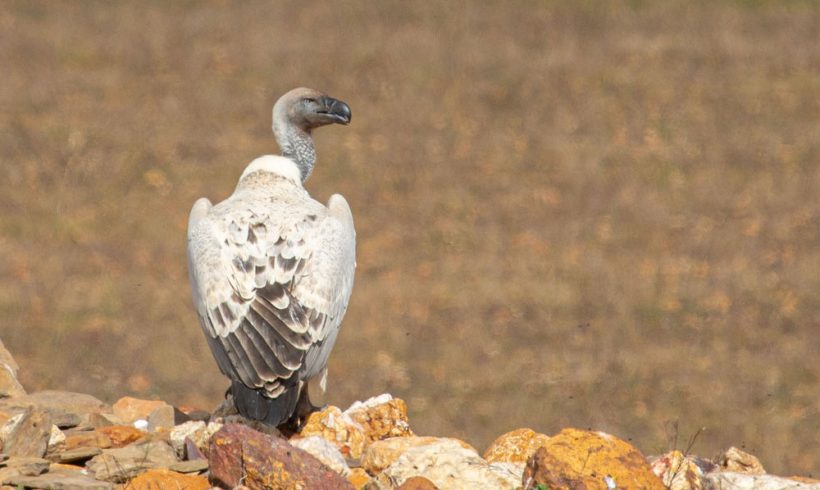 Wind power a major threat to vultures