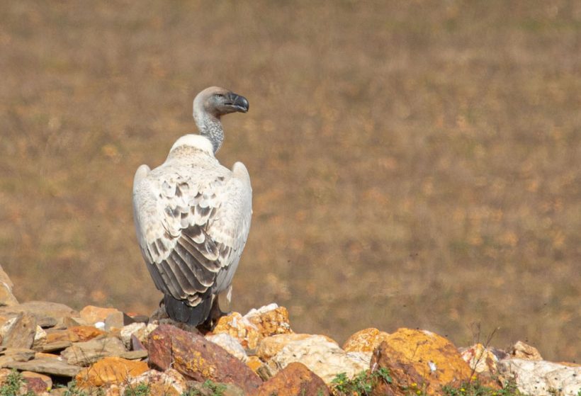 Wind power a major threat to vultures