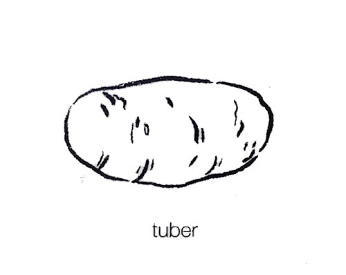 tuber
