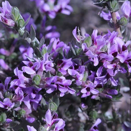 Amphithalea violaceae