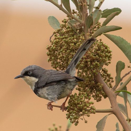 Bar-throated Apalis