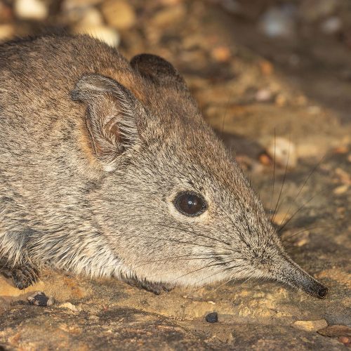 Cape Rock Elephant Shrew