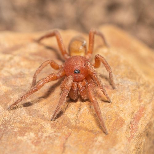 Caponia sp