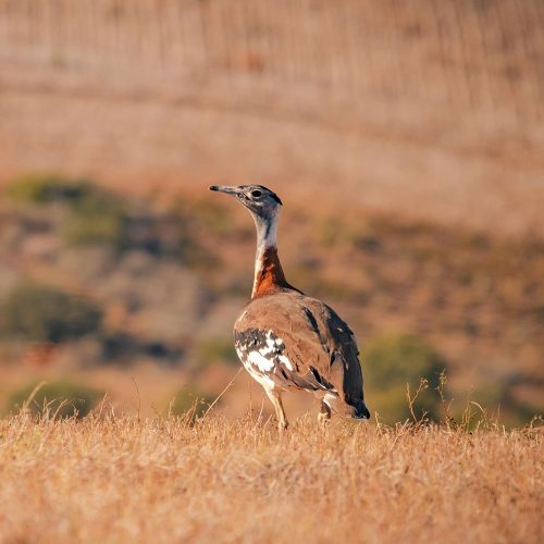 Denham's Bustard