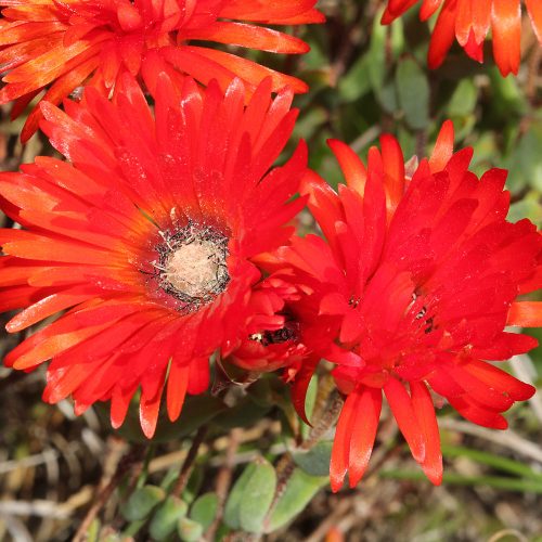Drosanthemum lavisii