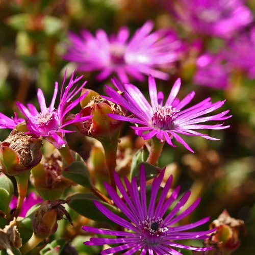 Drosanthemum quadratum (Endangered)