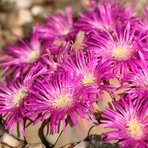 Gibbaeum hartmannianum (Endangered)