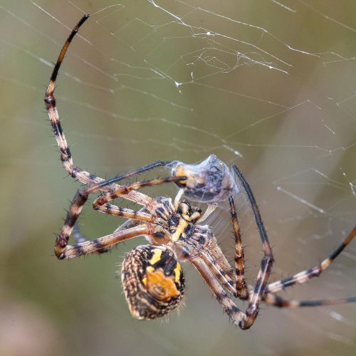 Golden Orb Web Spider