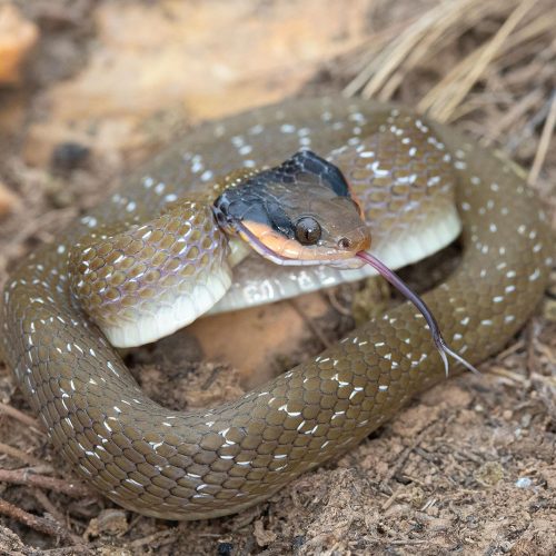 Herald Snake