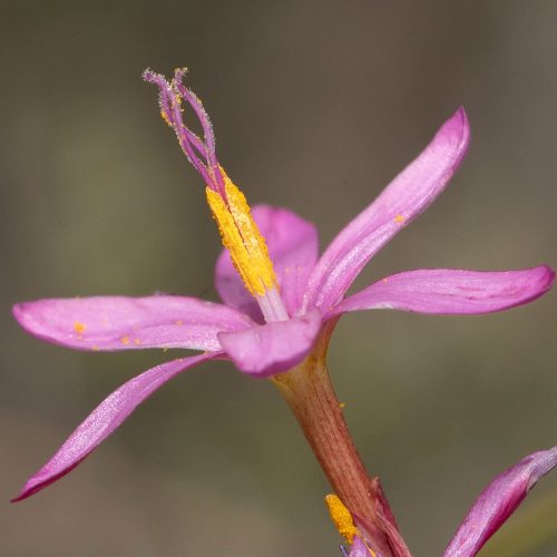 Hesperantha kiaratayloriae