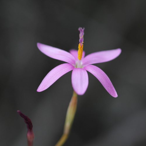 Hesperantha kiaratayloriae