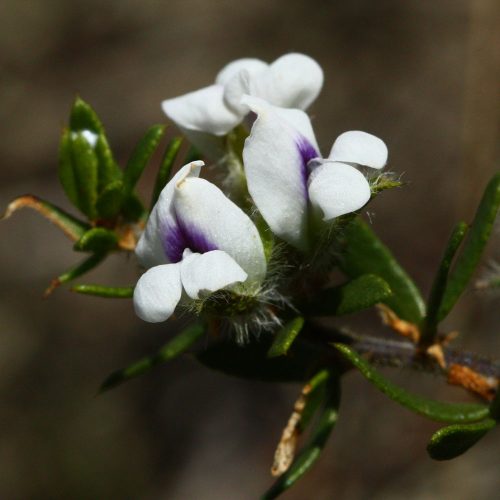 Otholobium curtisiae