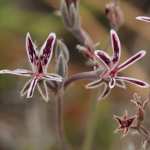 Pelargonium caledonicum