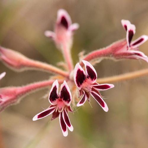 Pelargonium piloselifolium