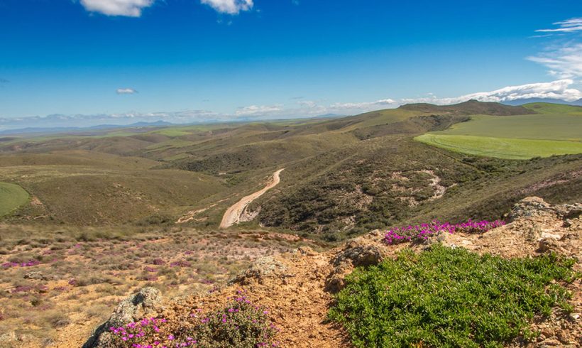 Global partners team up to protect renosterveld