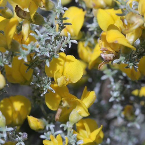 Polhillia pallens (Vulnerable)