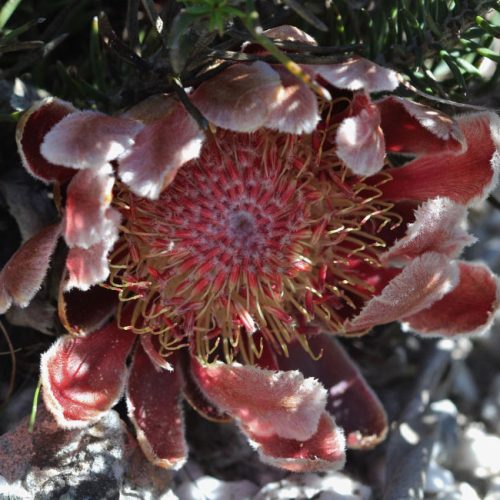 Protea decurrens
