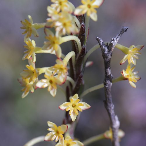 Struthiola ciliata