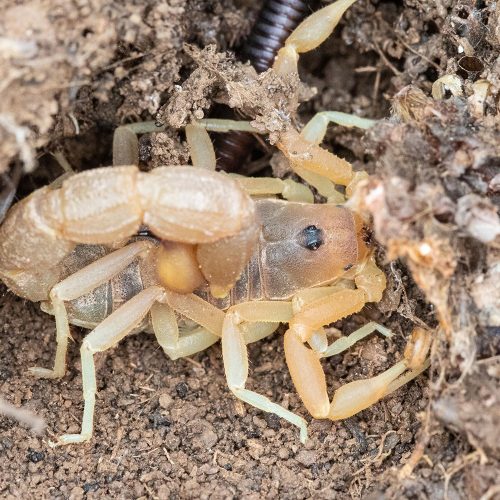 Thick-tailed Scorpion (Parabuthus)