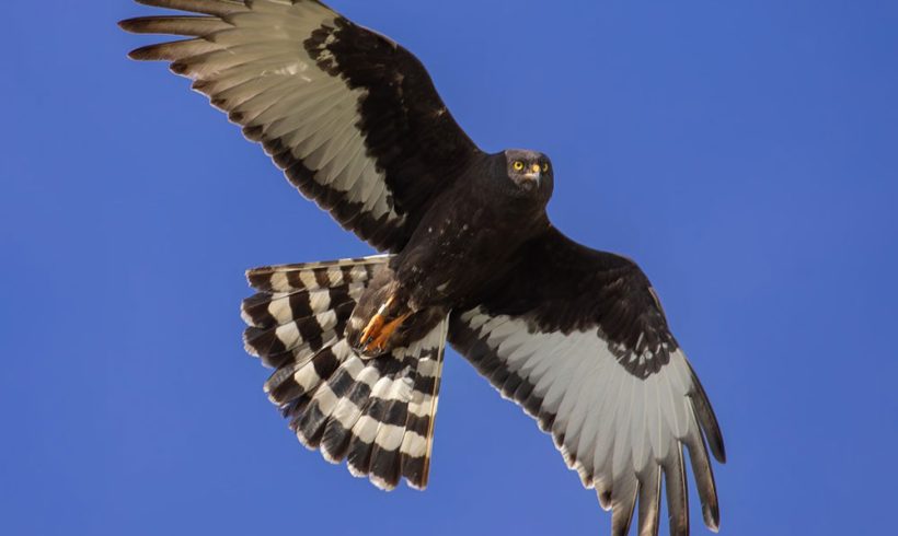 Four Black Harriers tagged in just three days