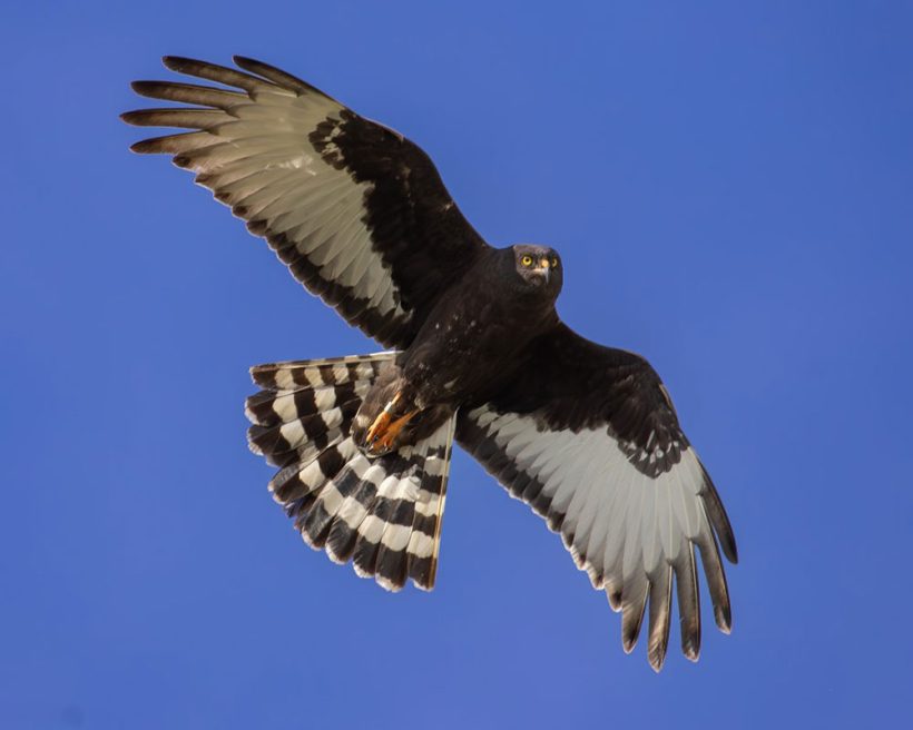 Four Black Harriers tagged in just three days