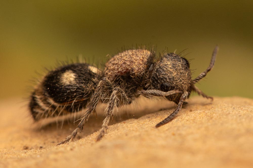 Macromyrme sp. Velvet Ant