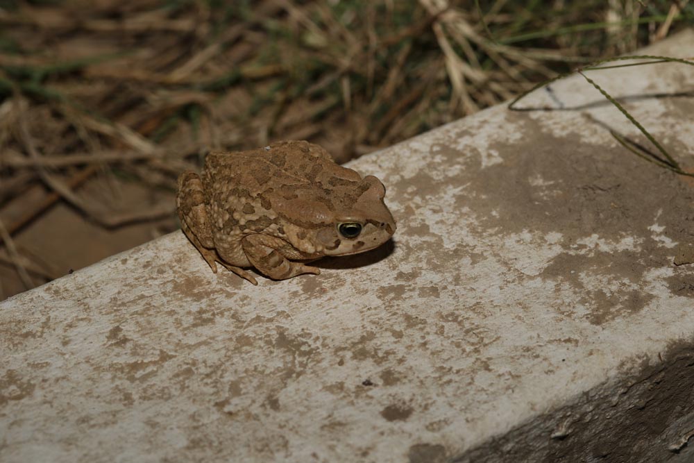 Sclerophrys capensis Raucous Toad
