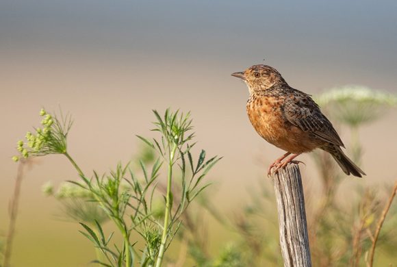 Five reasons to come birding in renosterveld