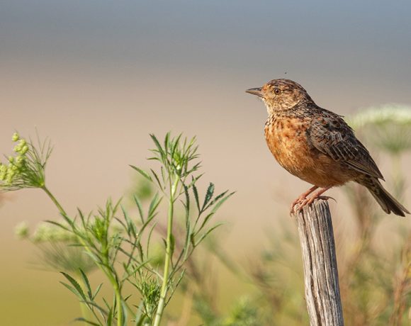 Five reasons to come birding in renosterveld