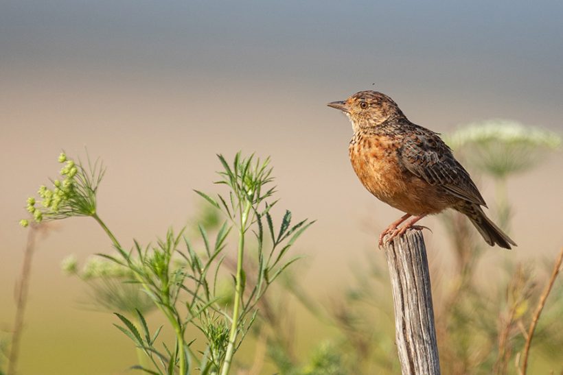 Five reasons to come birding in renosterveld