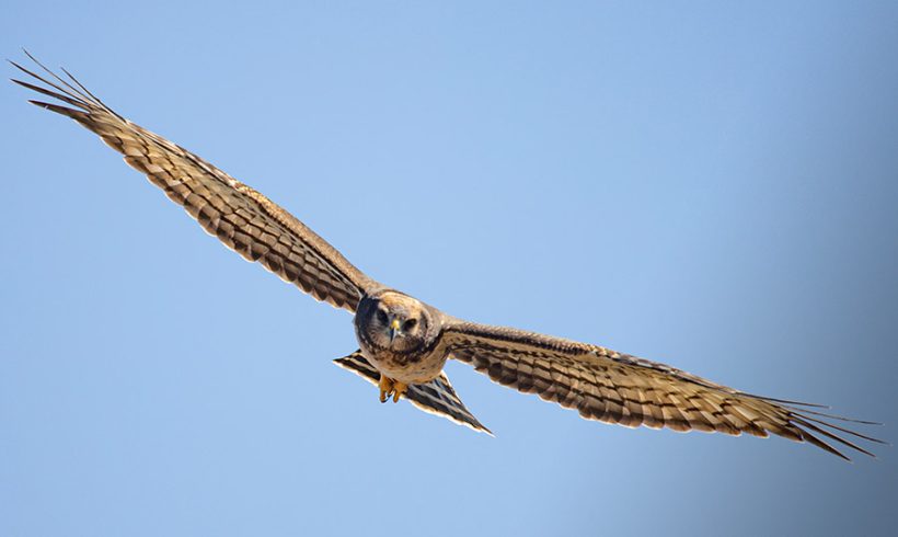 Black Harrier collisions with wind turbines