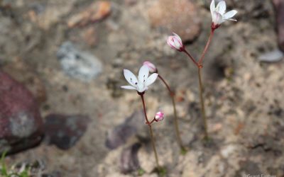 Crassula | Providing an unlikely meal for hungry pollinators 