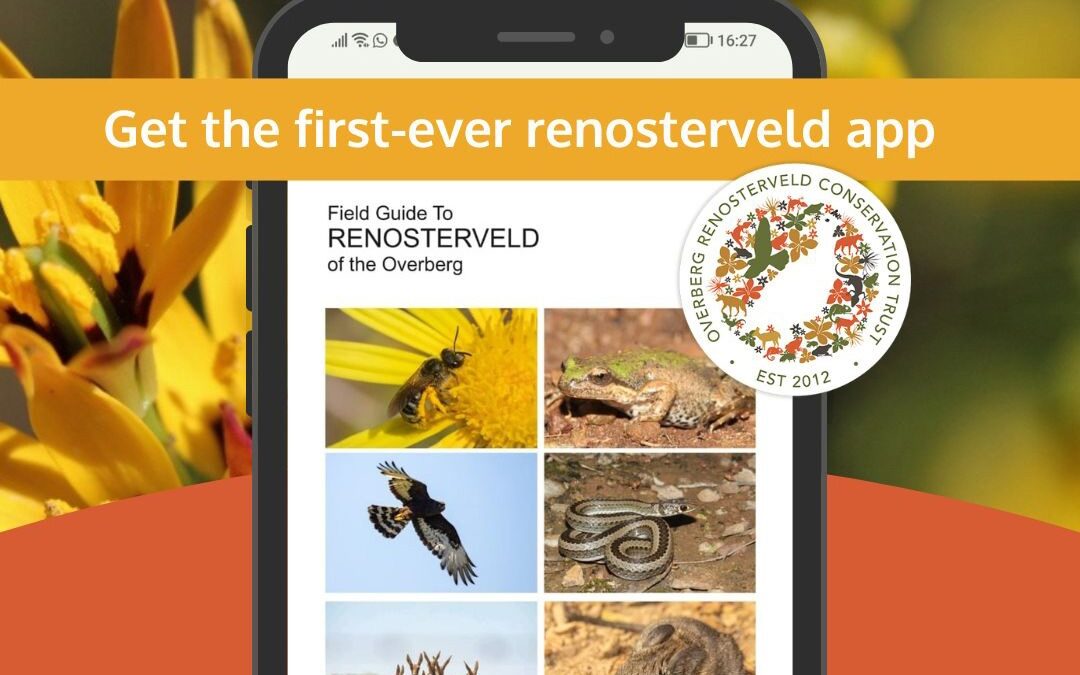 World’s first renosterveld app launched – your ideal outdoor partner 