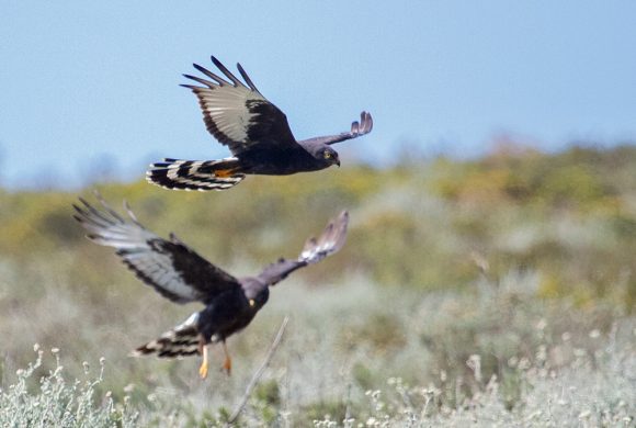 Black Harrier research: More satellite tags urgently needed