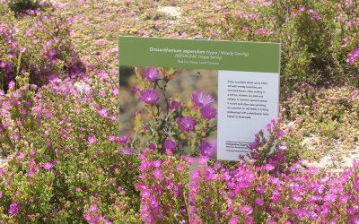 Enjoy this rare renosterveld ramble