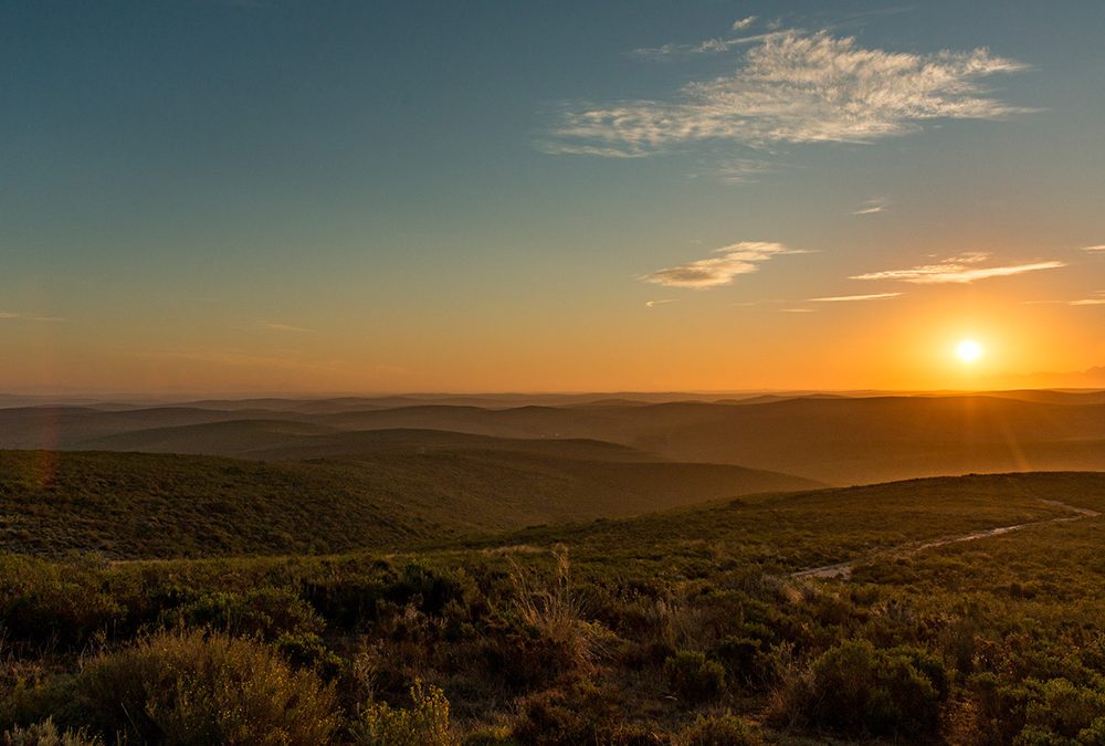 Latest Renosterveld News