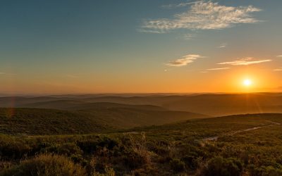 Latest Renosterveld News