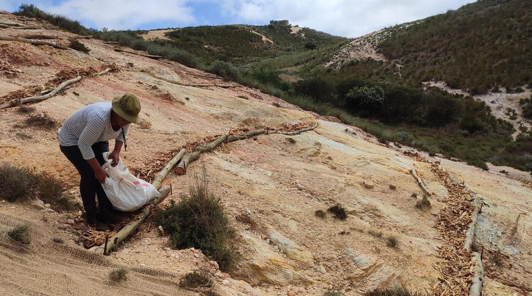 Three years of remarkable renosterveld restoration