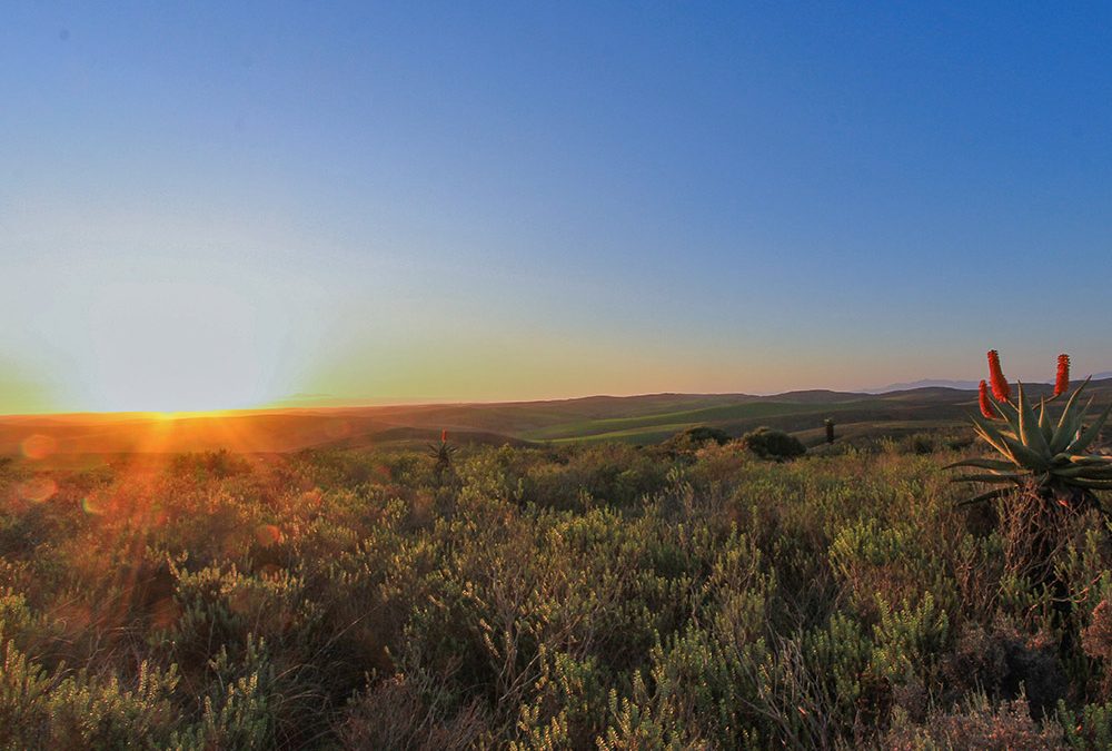 Calling conservation practitioners: Addressing eco-anxiety together