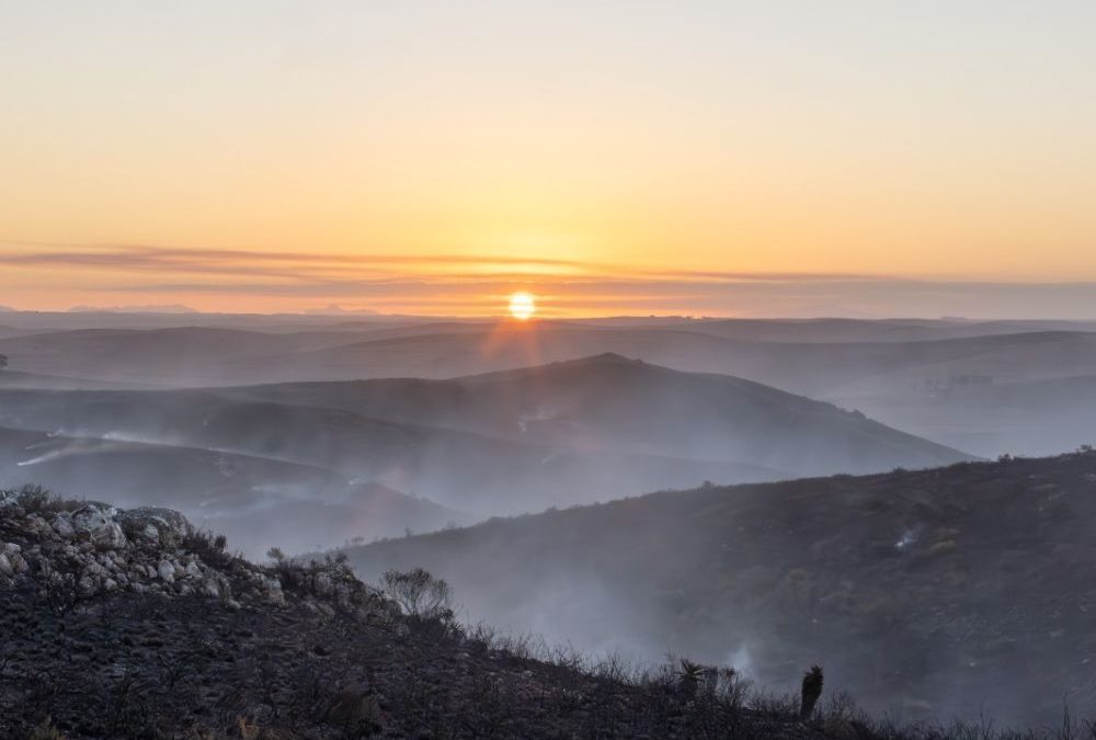A fire photoblog: How Haarwegskloof’s renosterveld responds to burning 