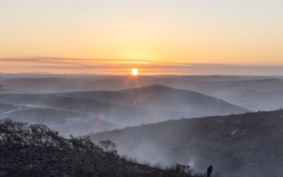 A fire photoblog: How Haarwegskloof’s renosterveld responds to burning 